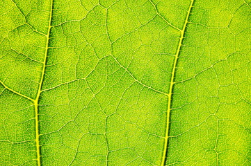 structure and texture of green leaf