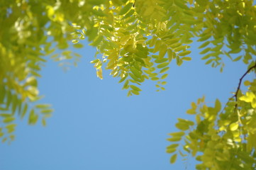 Obraz premium Grren and blue