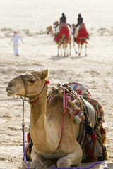 Camels In An Arabian Desert