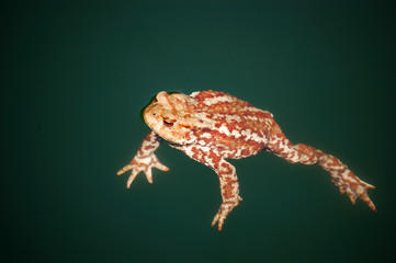 Swimming toad