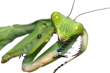 Portrait of the Praying Mantis close-up isolated on wite
