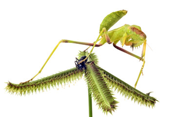 Mantis hunting isolated on white