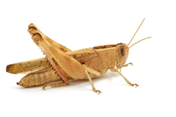 Yellow grasshopper isolated on white