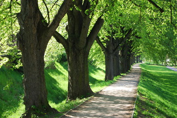 summer tree alley