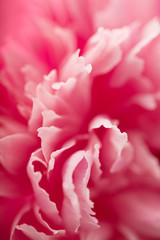 macro of carnation flower