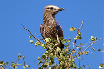 Gabelracke