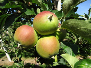 La lente maturation des pommes.