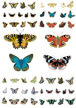 schmetterlinge sammlung02