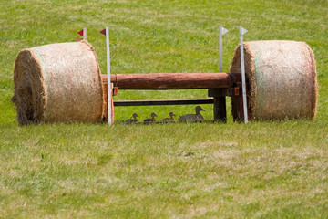 Cross Country I