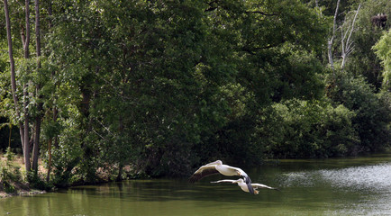 vol de grands pélicans blanc