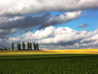 S&uuml;d-Niederlande Pappeln