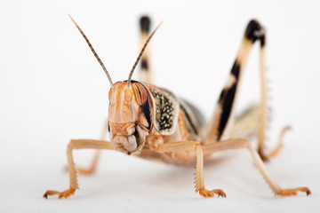 W&uuml;stenheuschrecke - Schistocerca gregaria