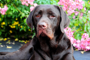 Labrador