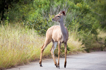 Kudu