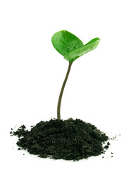 A sprout in a ground isolated