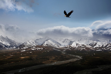 Bals eagle in Alaska - 15174752