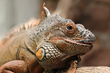 Obraz premium Leguan 5