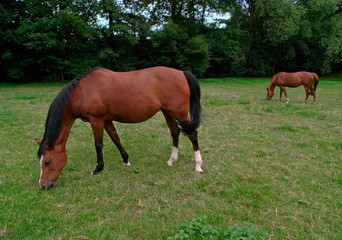 two horses out at feed