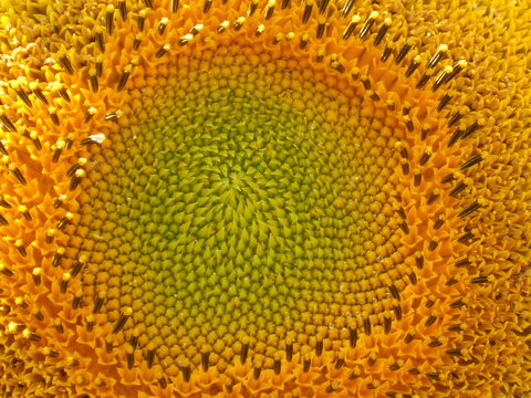 tournesol