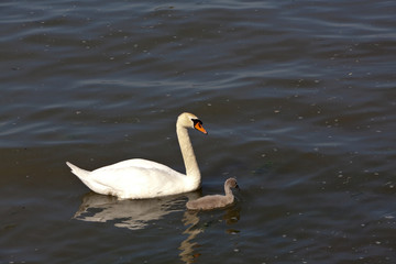 Mama Schwan mit dem Jungen-Küken