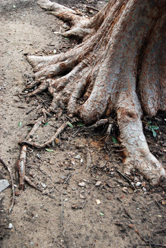 Tree roots