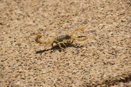 Desert Striped Scorpion