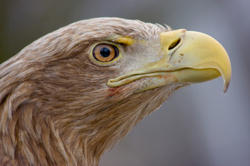 Eagle