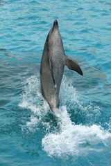 Dolphin Tail Walking