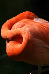 Sleeping Flamingo