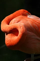 Fotobehang Sleeping Flamingo © redrex