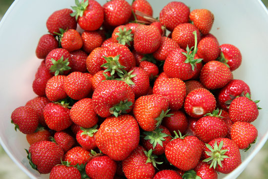 fresh-picked strawberries in a natural light