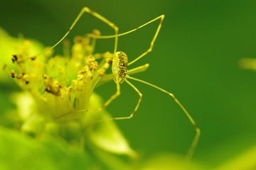 kleine grüne Spinne