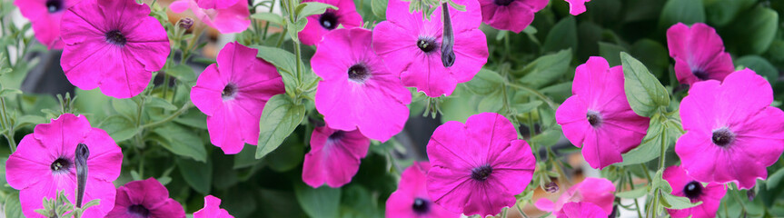 Flowers of a petunia