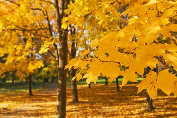 Fototapeta na wymiar gold autumn