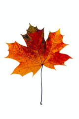Fototapeta premium maple leaf