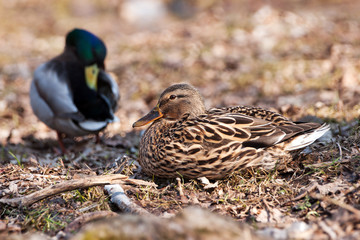 duck couples