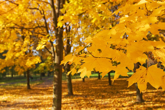 Fototapeta gold autumn