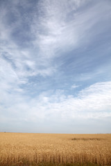 Obraz premium wheat field and clouds