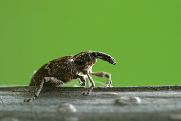 weevil