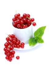 Johannisbeeren