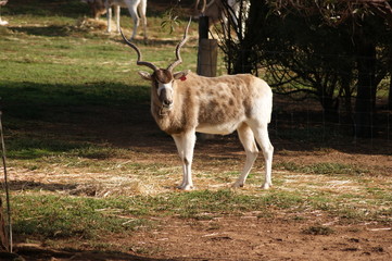 Naklejka na ściany i meble A deer with spiraled horns