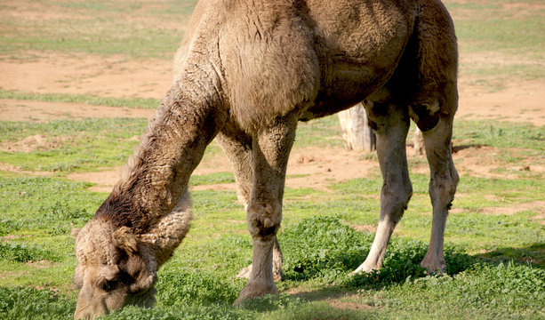 A grazing camel