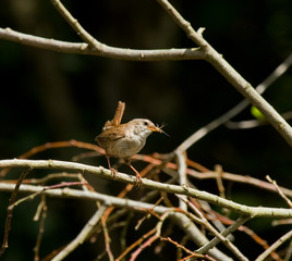 Wren with insect