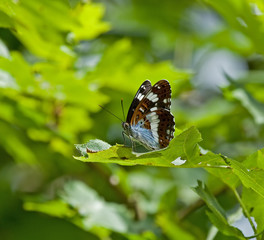 White Admiral butterfly