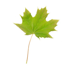 Green maple leaf