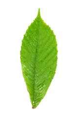 Green wet chestnut leaf.
