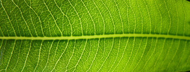 zoom focus sur feuille verte