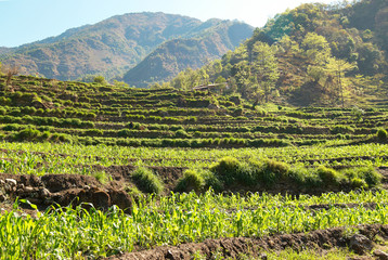 Fototapeta na wymiar Rice fields in the himalayan hills