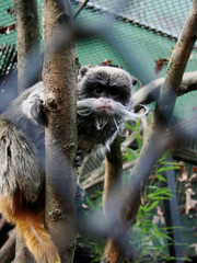 Emperor Tamarin monkey looking from a cage