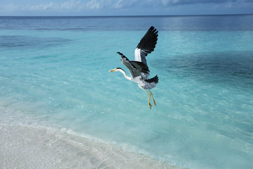 Graureiher - Malediven - Grey heron - Maldives